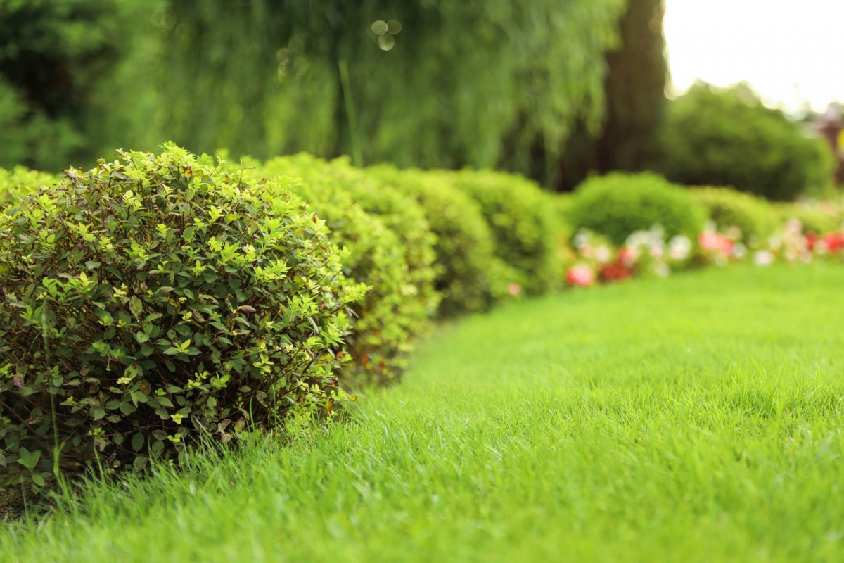 NATURE'INNOV